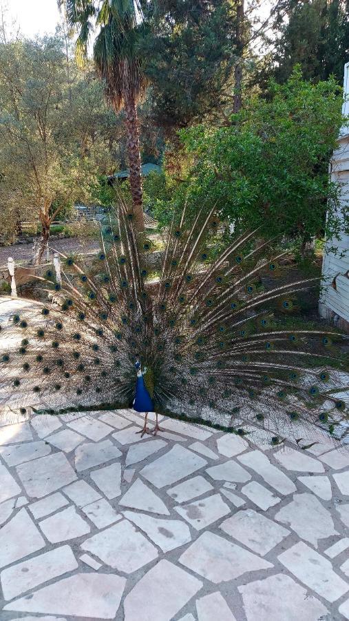 Angels Garden Hotel Kumluca ภายนอก รูปภาพ